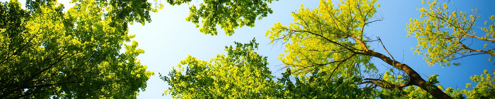 celebrate nature, trees with blue sky