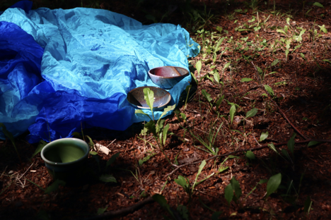 forest floor