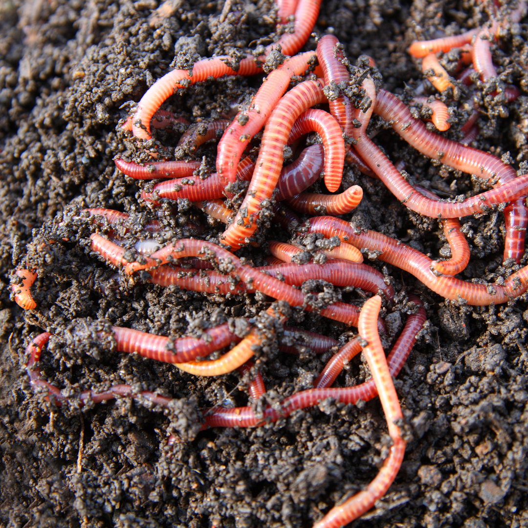 Worms in compost bin