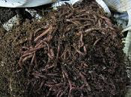 vermicomposting soil ready