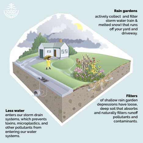 rain garden diagram